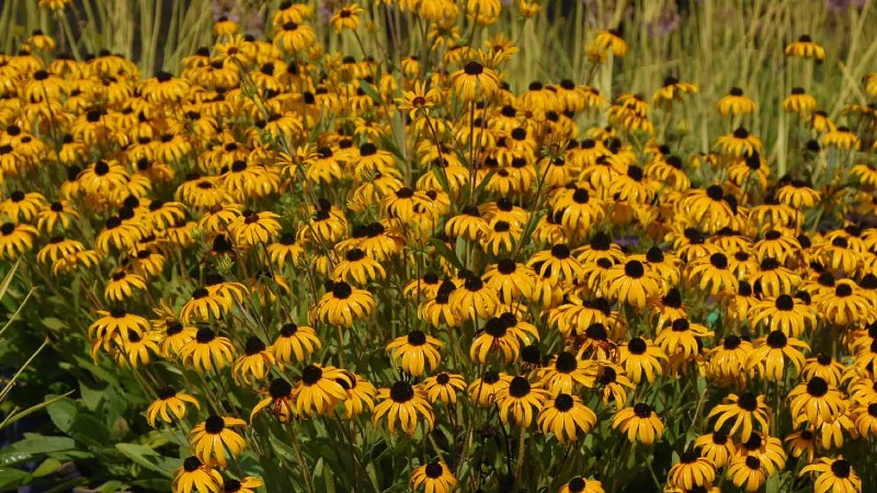 2023 Perennial Plant of Year Named