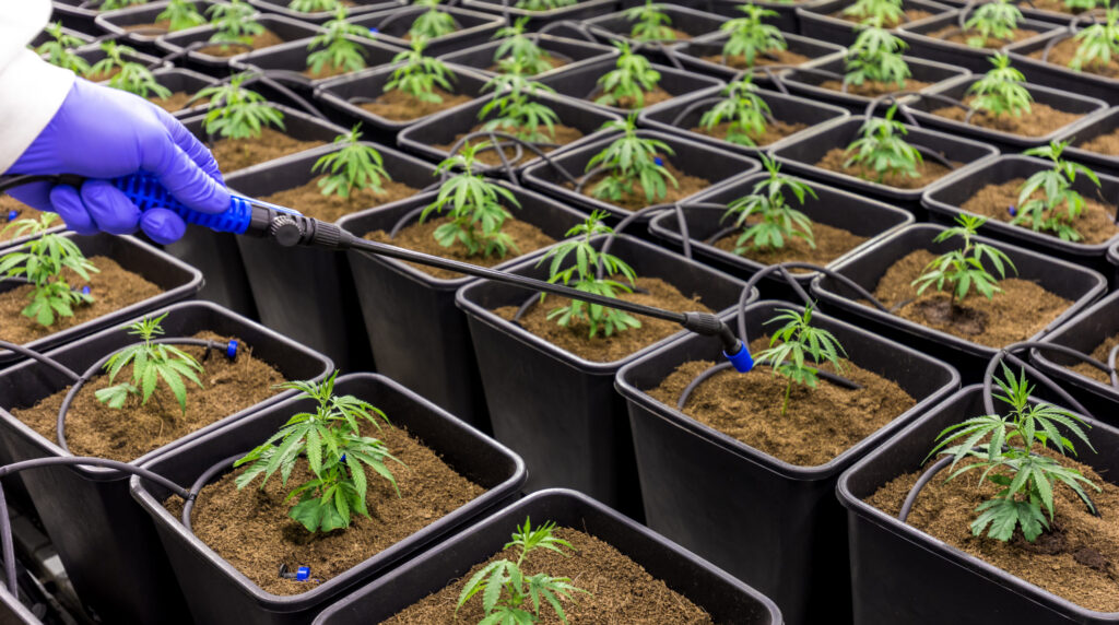 Free ‘Transitioning to Cannabis’ Webinar to Take Place June 20