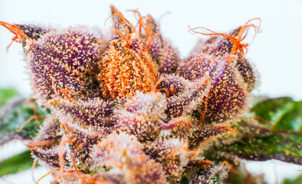 And the 2018 Election Results Are In …