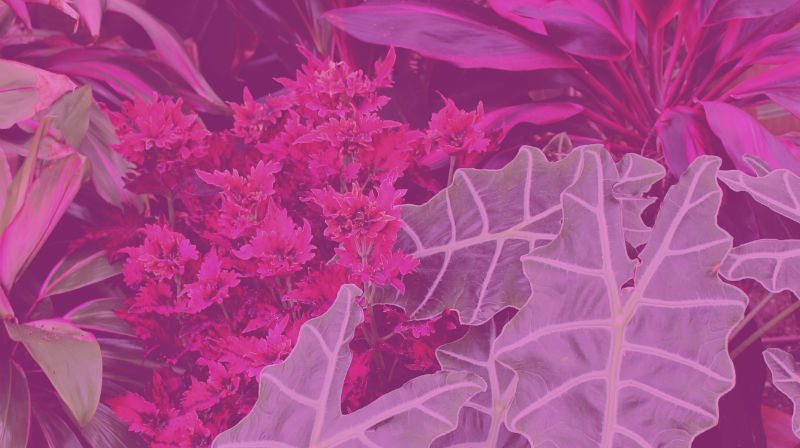 Building a Smart, Sustainable Greenhouse