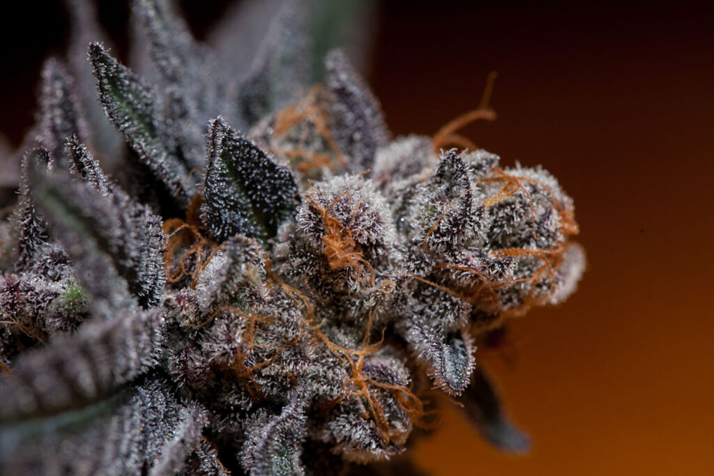 Cannabis and 2020 Elections