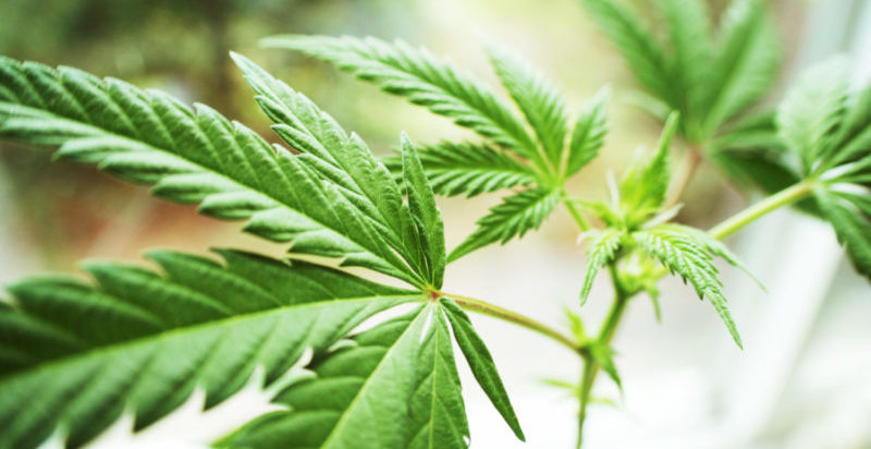 MU Extension Offers Online Hemp Workshop Jan. 11-15