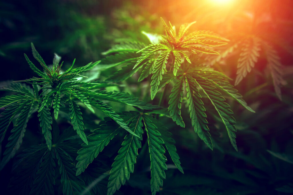Tiger Global, Casa Verde to Fund Cannabis Software Venture