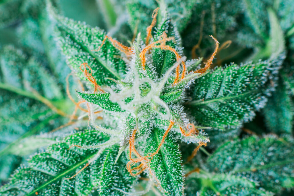 Warren, Booker Call on DOJ to Decriminalize Cannabis