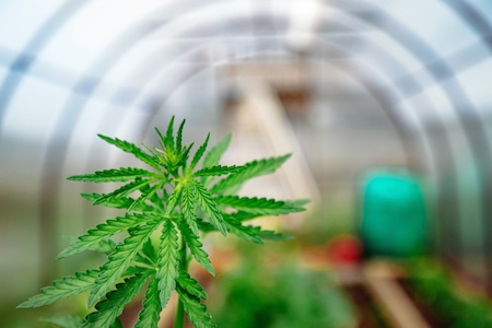 Ohio College Adds Cannabis Certificates