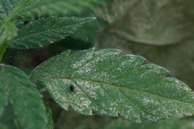 UF/IFAS Scientists Share Insight On Hemp Mites