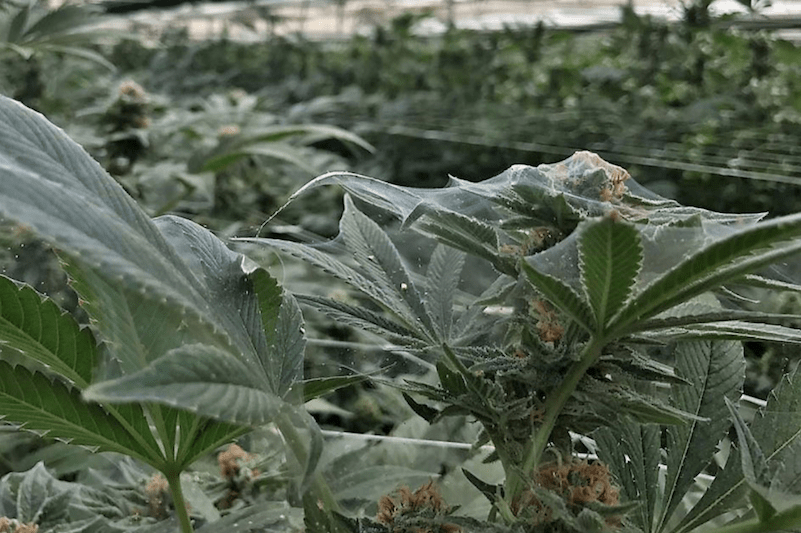 Controlling Spider Mites In Medical Cannabis