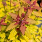 Spiraea Poprocks Rainbow Fizz