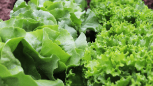 USDA reopens reporting period for specialty crop bridge payments