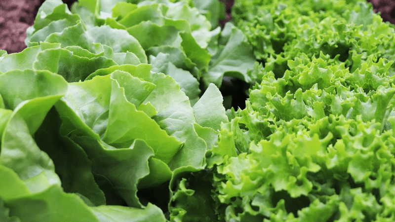 USDA reopens reporting period for specialty crop bridge payments