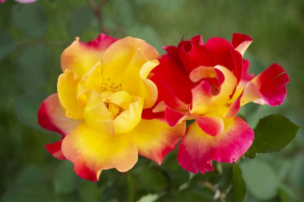 Star Roses and Plants wins sustainability awards