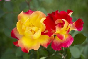Sunset Horizon from Star Roses and Plants