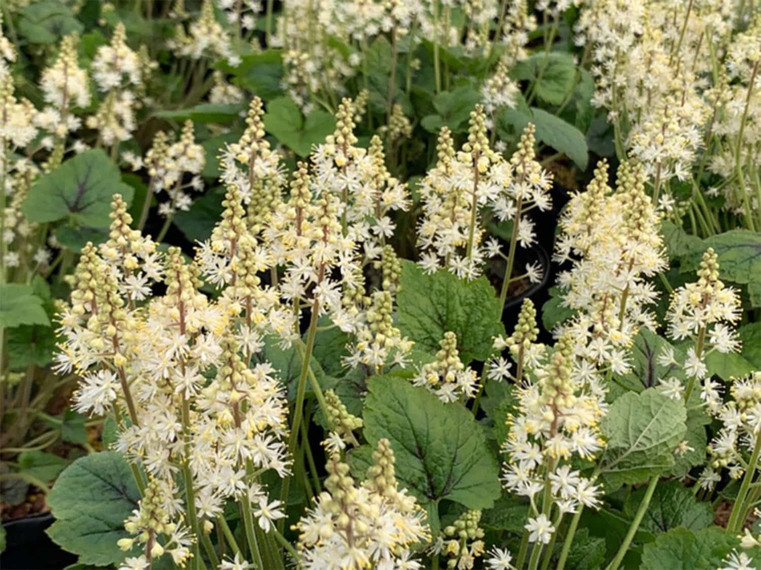 2024 PHS Gold Medal Plants Winner. Tiarella cordifolia ‘Brandywine’.