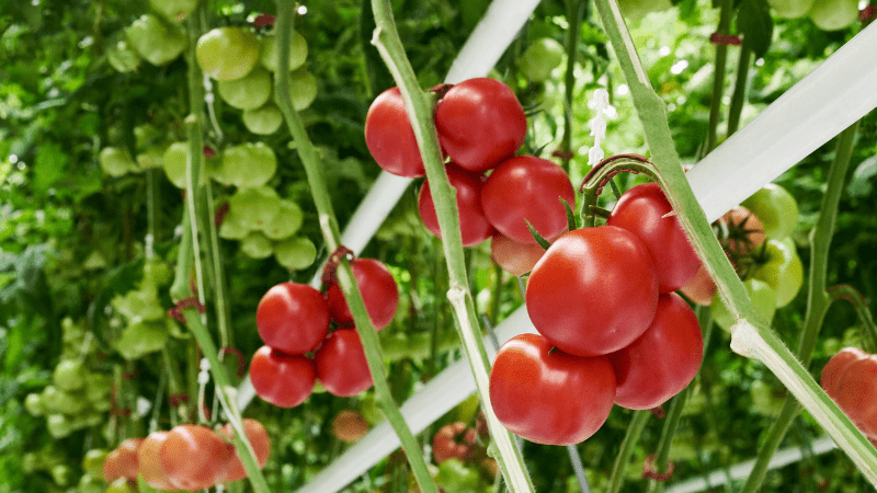 What if plants could talk?