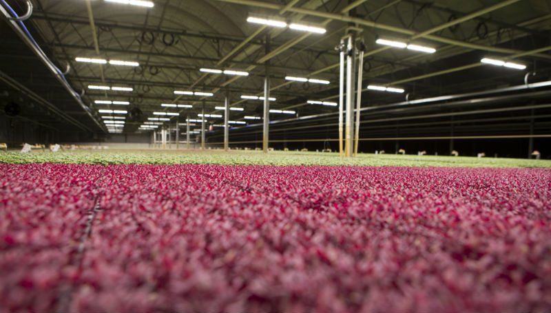 Supplemental Greenhouse Lighting: Evaluating Innovative Technologies