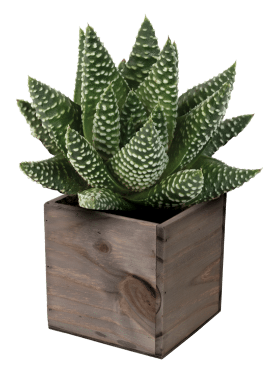 Haworthia Royal Albert