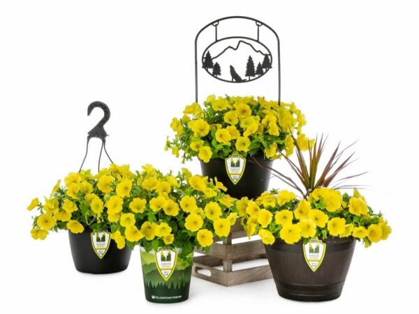 Yellowstone Forever Petunias from Dümmen Orange