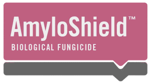 AmyloShield