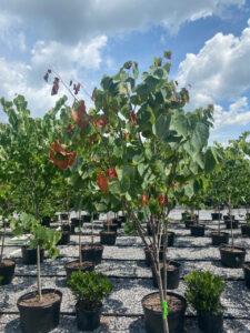 Vascular streak dieback on a redbud tree