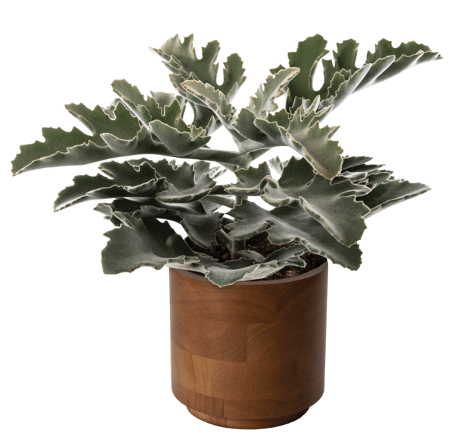Kalanchoe Silver Strand