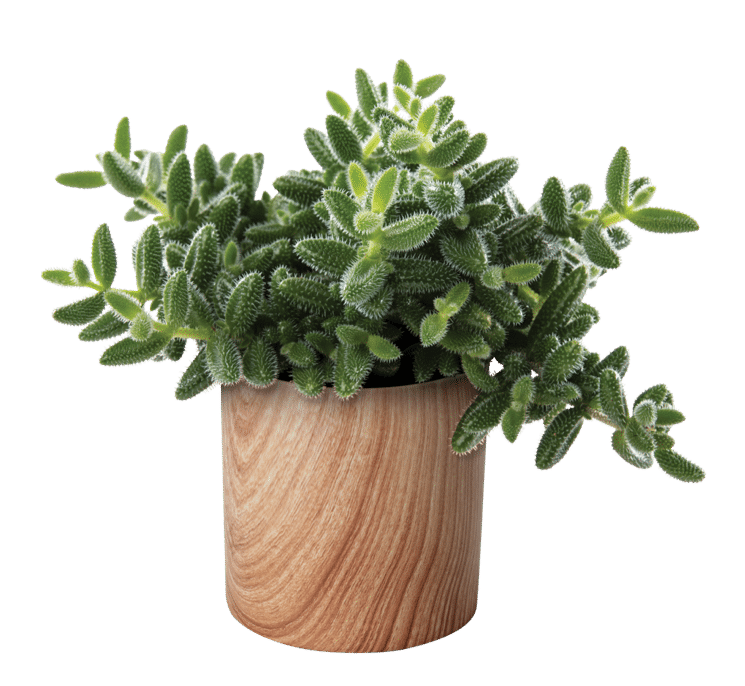 Delosperma Gherkin
