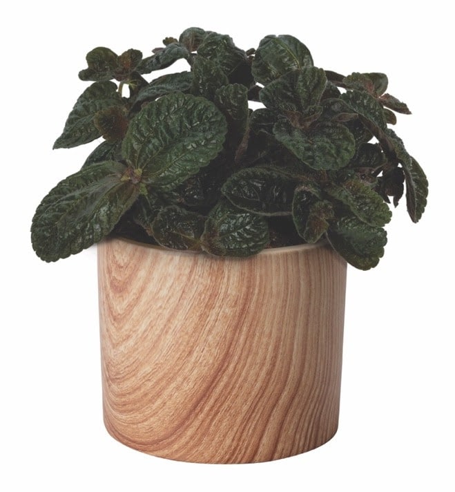 Pilea Chocolate