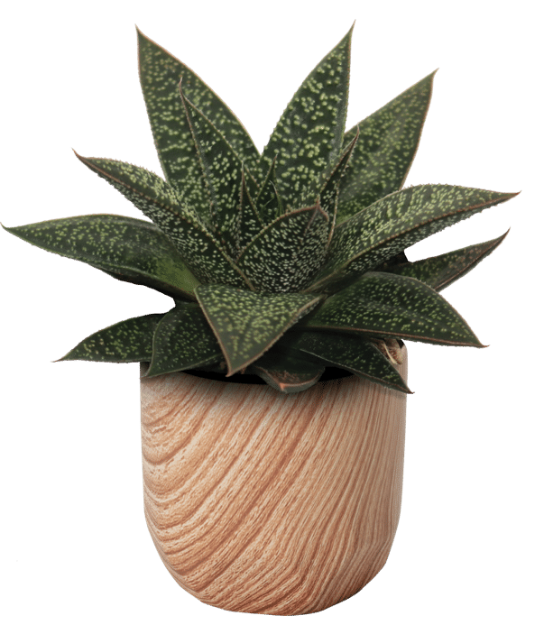Gasteria Flow