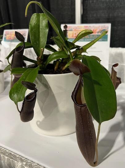 Nepenthes ‘Midnight’ plant from Deroose Plants