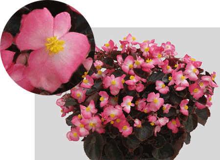 Fleuroselect Announces 2017 Gold Medal Winners