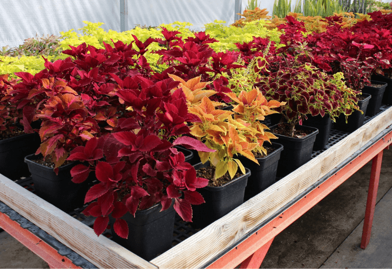 Plant breeding and pest management considerations for growers