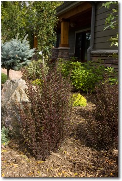 Ninebark Wins ANLA’s Garden Idol Live Event