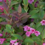 Weigela Date Night Strobelight