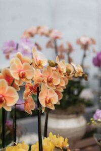 orange orchifd flowers