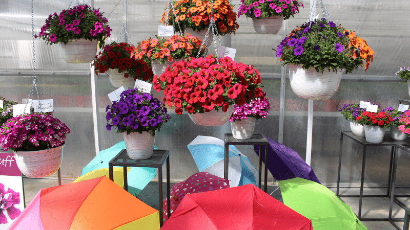 Westhoff and Dümmen Orange will end URC agreement