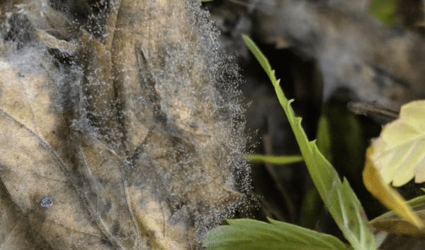 Researchers Emphasize Yeast, Mold Testing in Hemp Industry