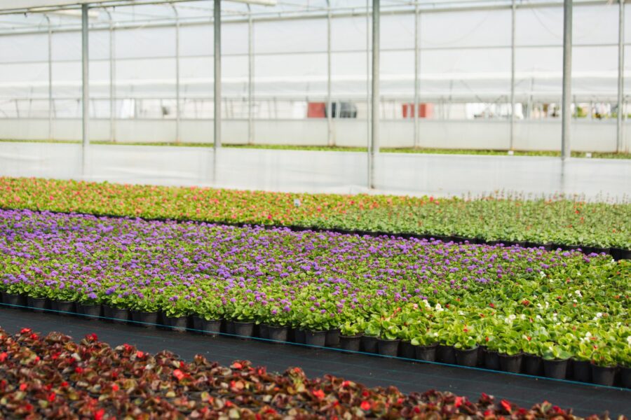 Modern greenhouses for growing flowers. Floriculture industry