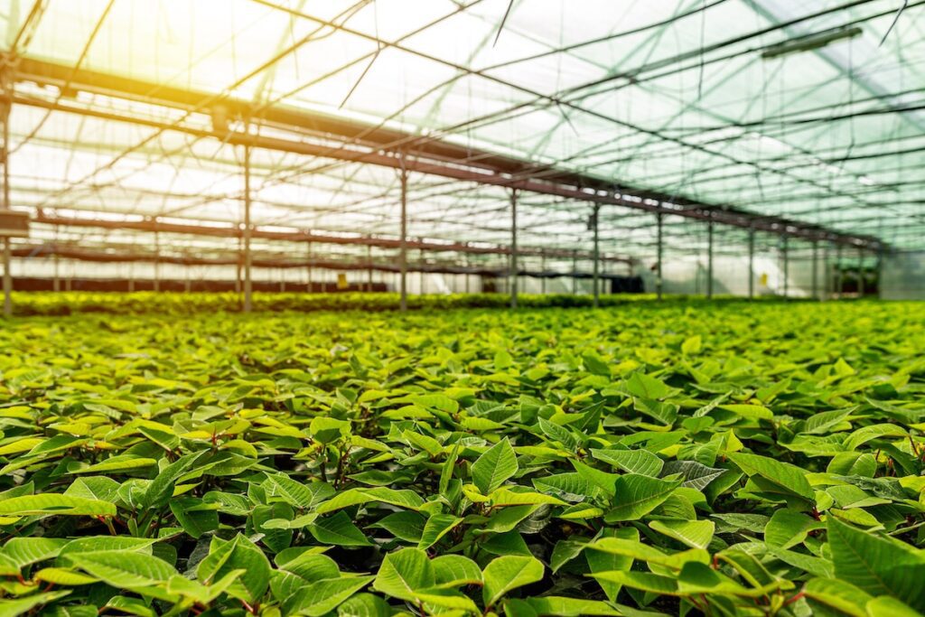 UF IFAS offers greenhouse disease management training online