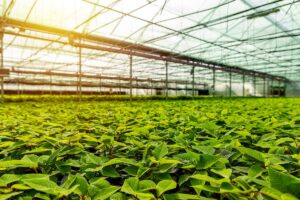 UF IFAS offers greenhouse disease management training online