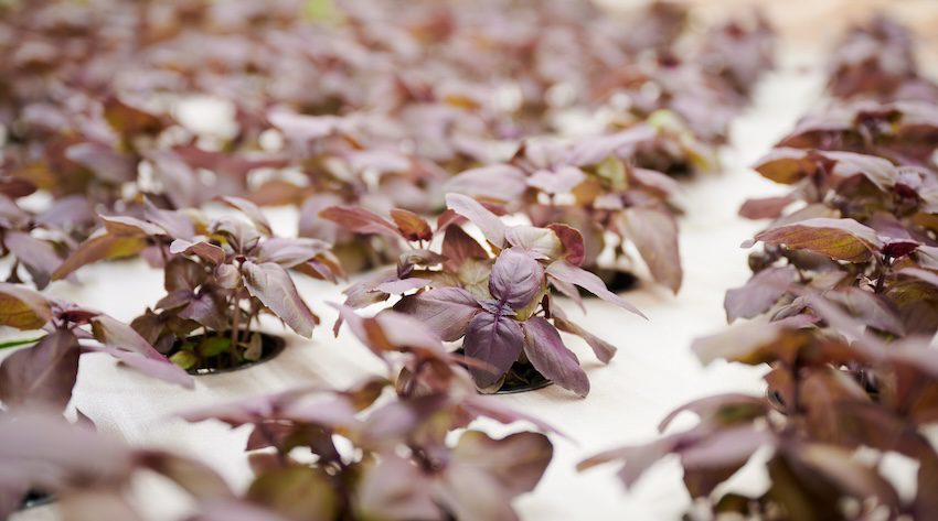 Tennessee hosts CEA herb research stakeholder meeting