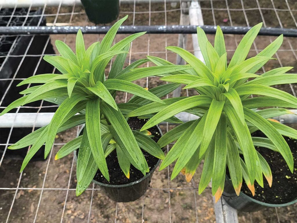 Two potte dEaster lily plants on a greenhouse bench