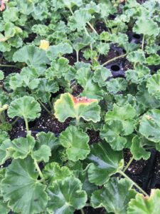A leaf lesion advancing in severity with yellow edges and brown, dead tissue from botrytis infection