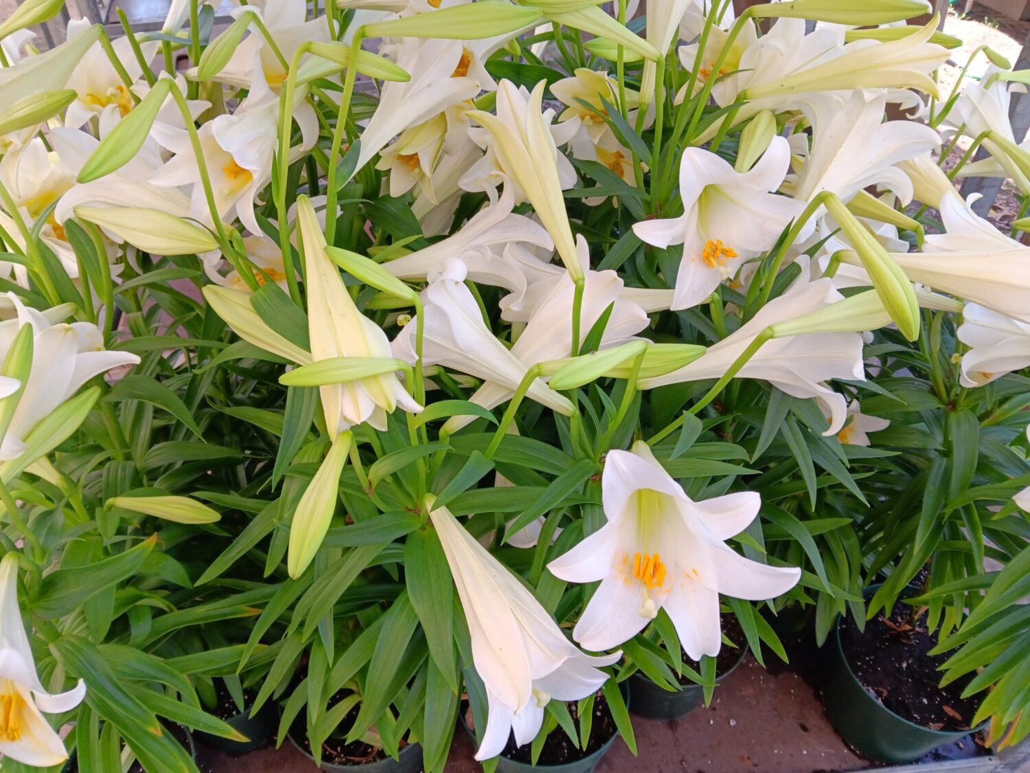 Blooming easter Lillies read for shipping to retail stores