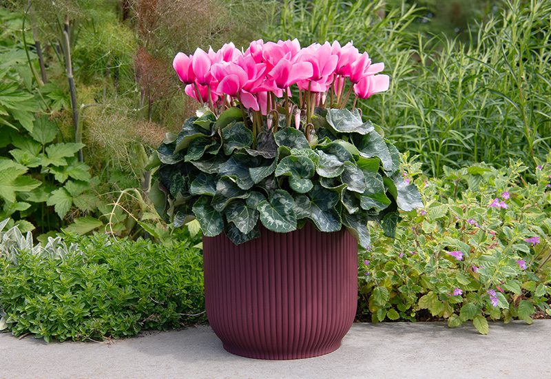 New plant trends loading …