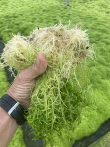 a hand holding sphagnum peat moss
