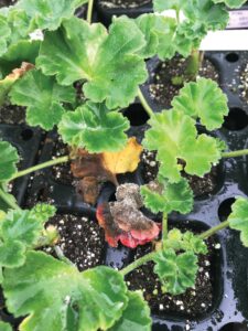Advanced stage of botrytis infection on geranium leaf, with fuzzy gray mold visible