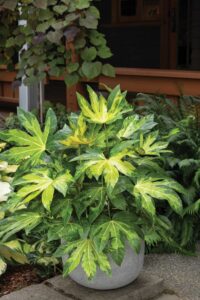 Fatsia japonica‘Variegata
Camouflage'