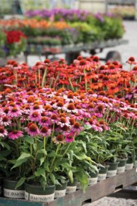 Echinacea‘Sunmagic
Vintage Hot
Pink’