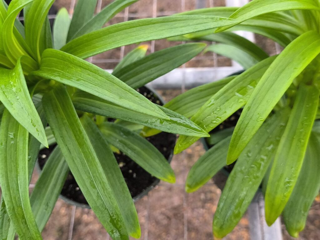 close up of leaves of easter Lilly