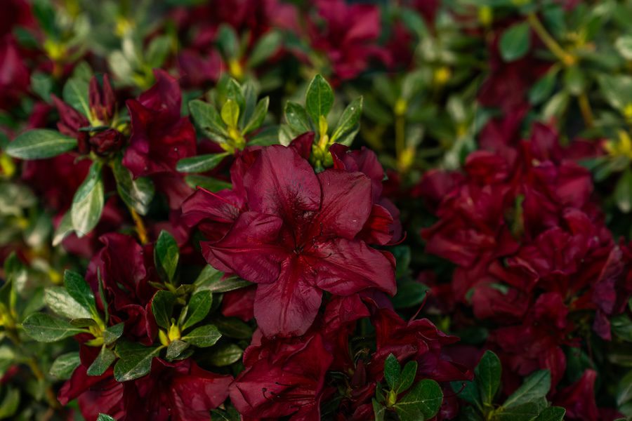 burgundy azalea flowers