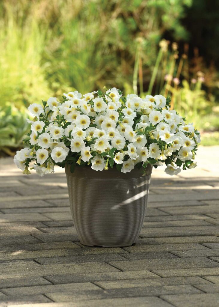 A potted petchoa with creamy white blooms
